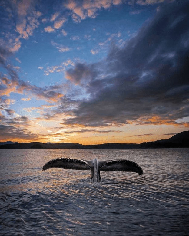 Orcas basking sunset capture