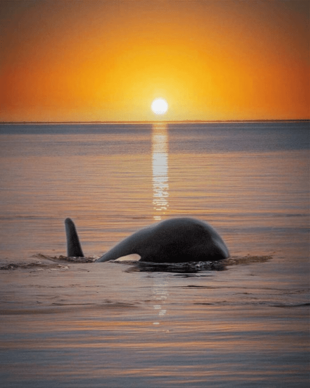 Orcas basking sunset capture