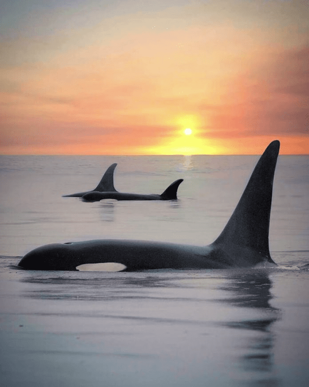 Orcas basking sunset capture