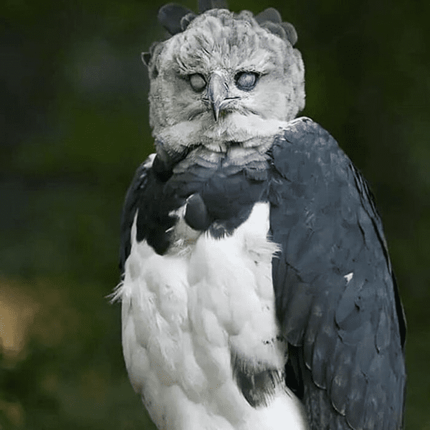 Harpy Eagle