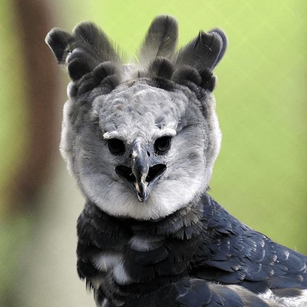 Harpy Eagle