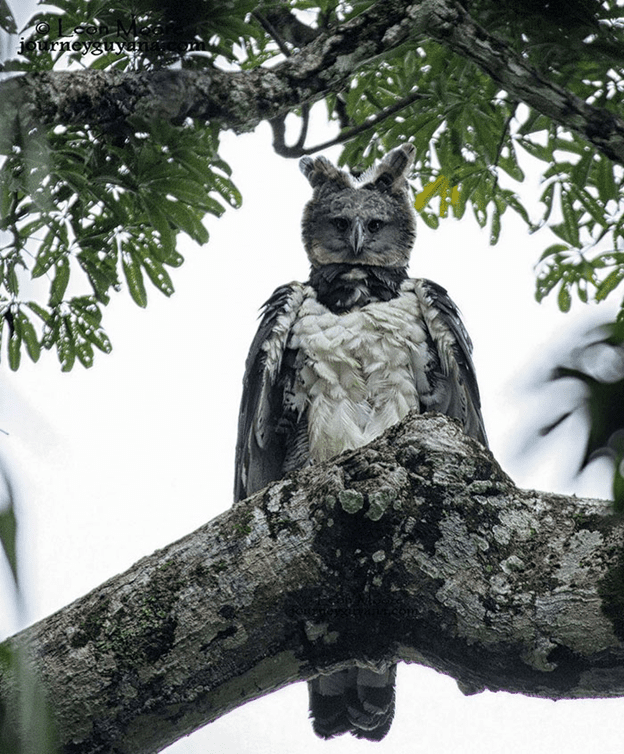 Harpy Eagle