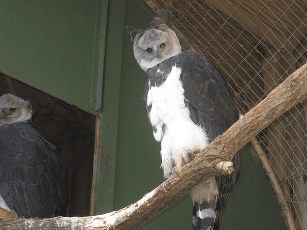 Harpy Eagle