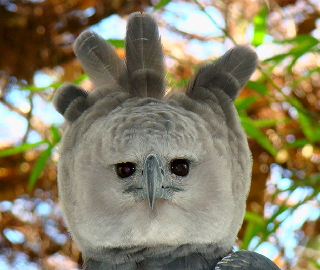 Harpy Eagle