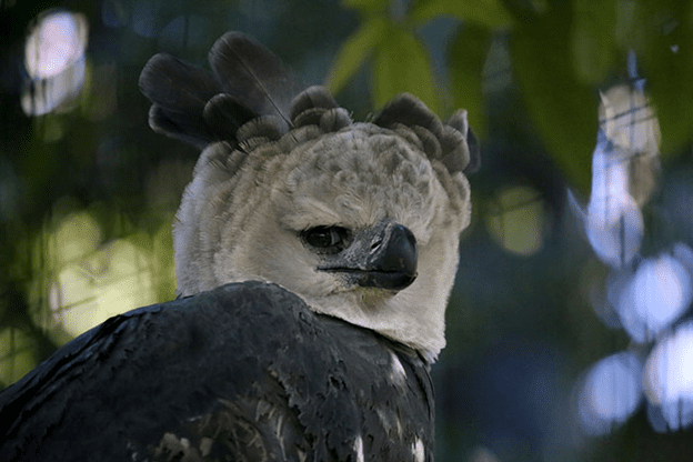 Harpy Eagle