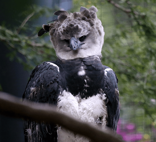 Harpy Eagle