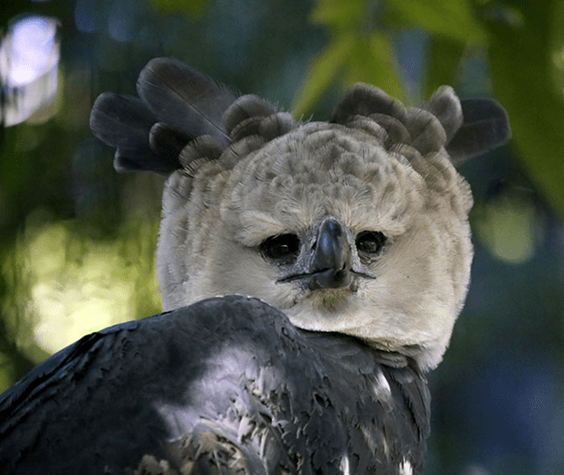 Harpy Eagle