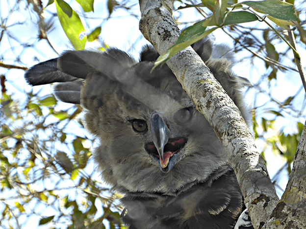 Harpy Eagle