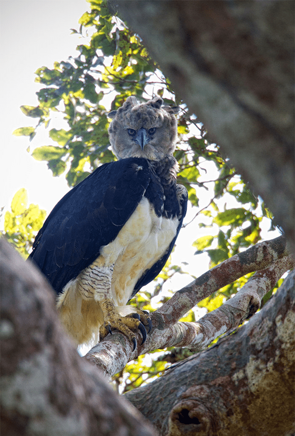 Harpy Eagle