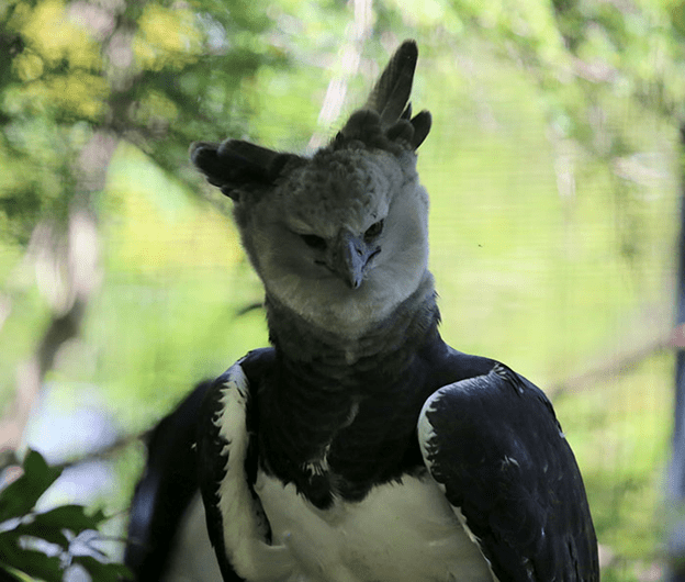 Harpy Eagle