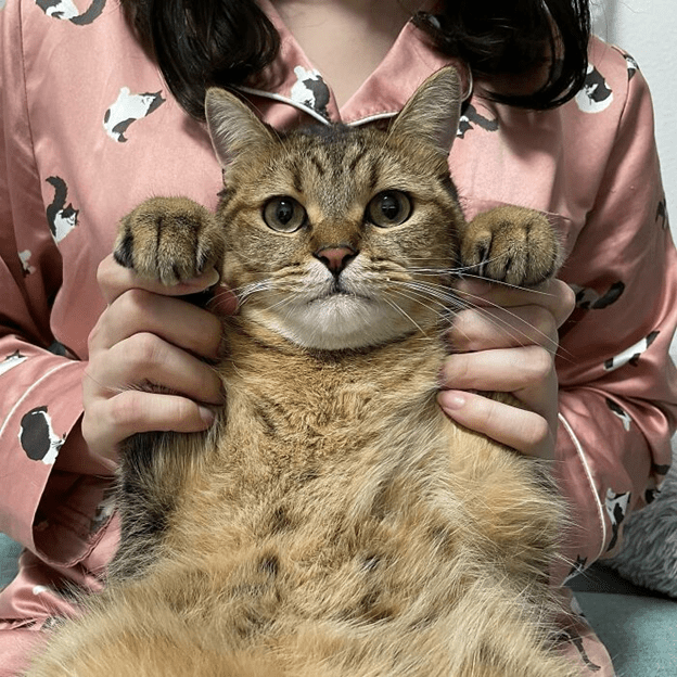 cats wearing slippers