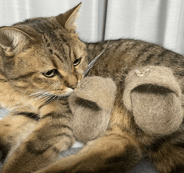 cats wearing slippers