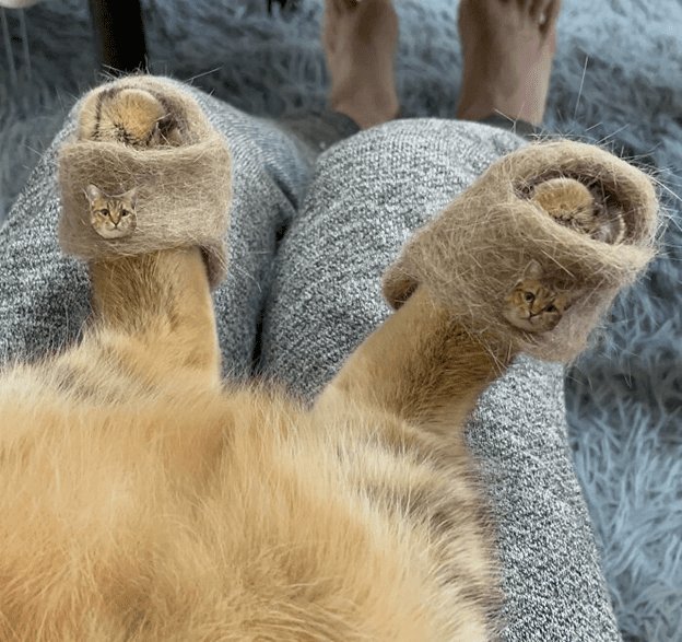 cats wearing slippers