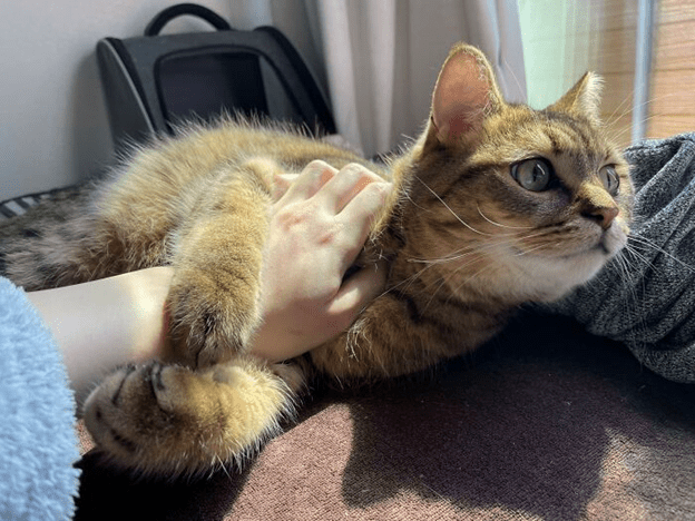 cats wearing slippers