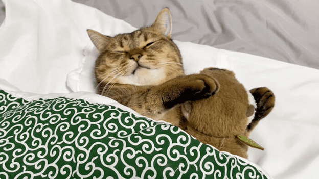 cats wearing slippers
