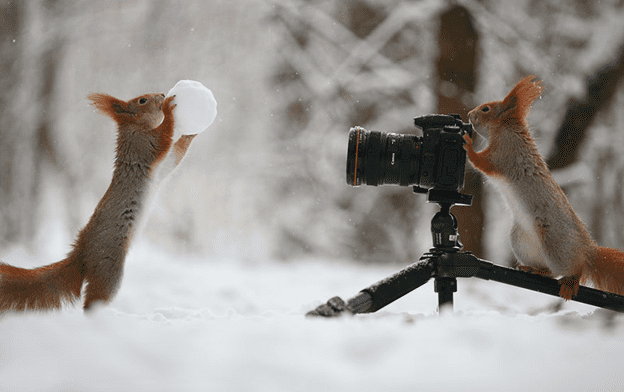 squirrel photo session