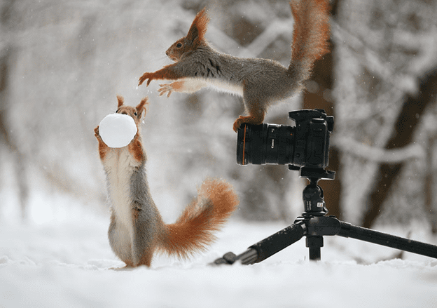 squirrel photo session