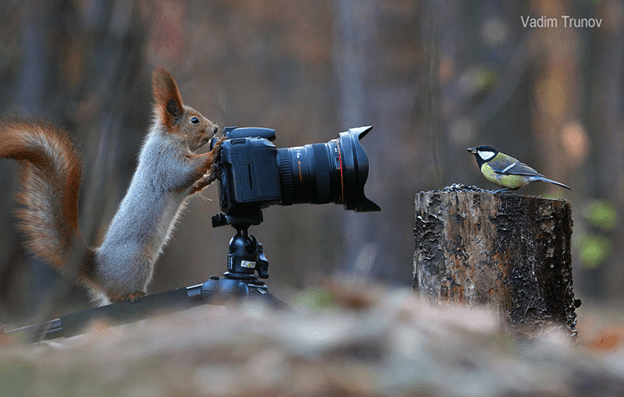 squirrel photo session