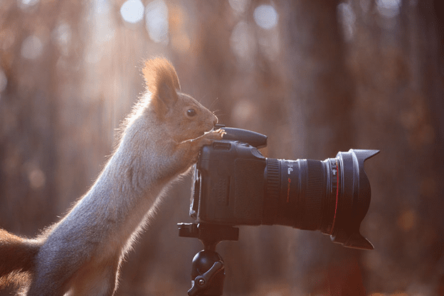 squirrel photo session