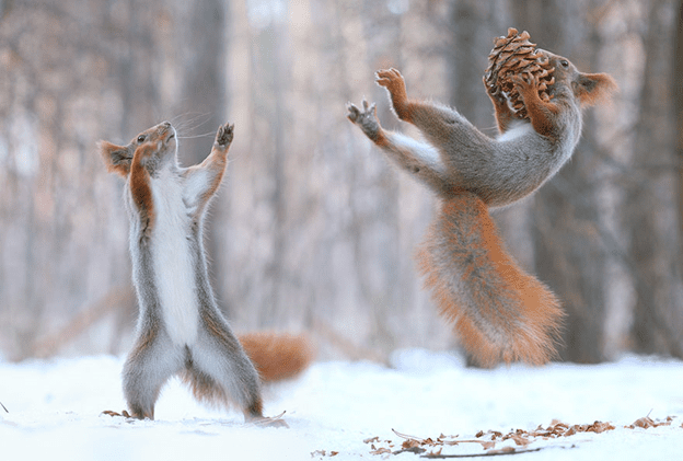 squirrel photo session