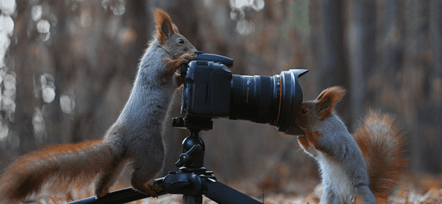 squirrel photo session