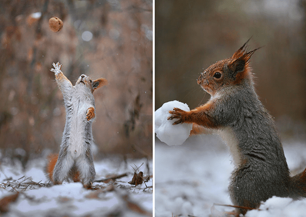 squirrel photo session