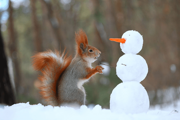 squirrel photo session