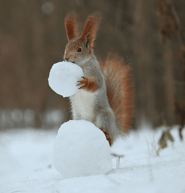 squirrel photo session