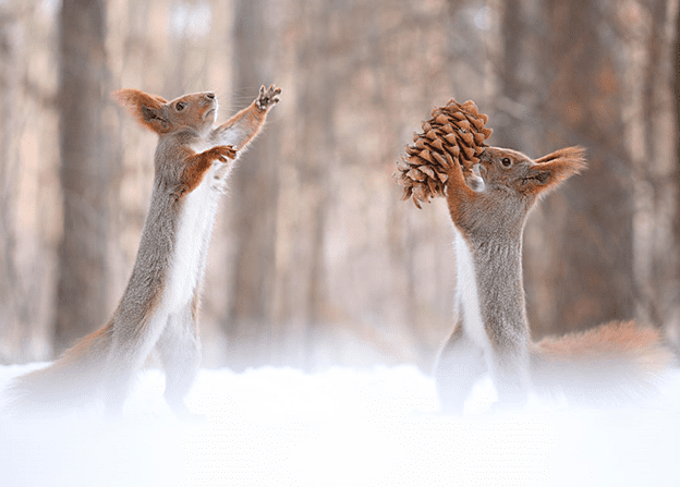 squirrel photo session