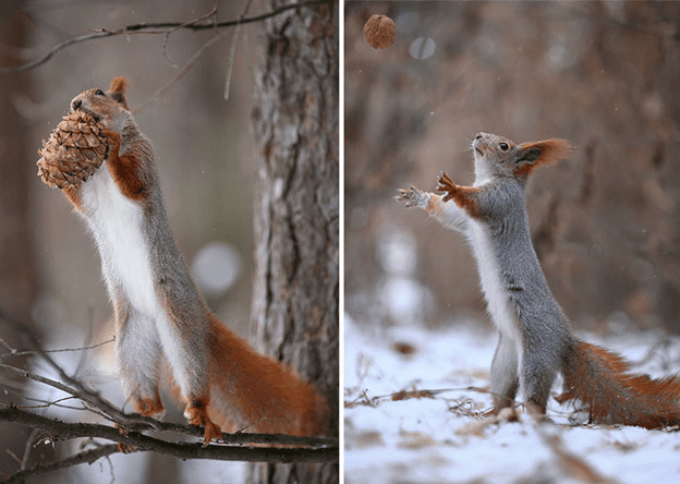 squirrel photo session