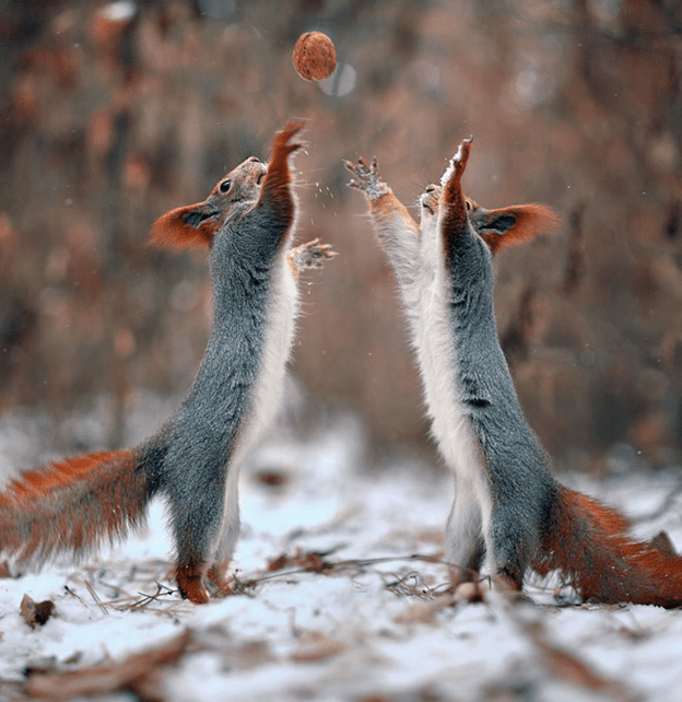 squirrel photo session