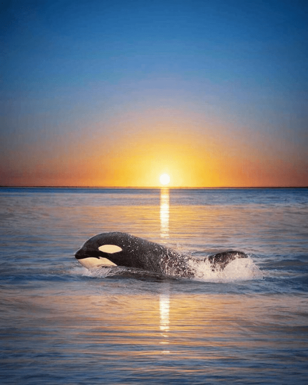 Orcas basking sunset capture