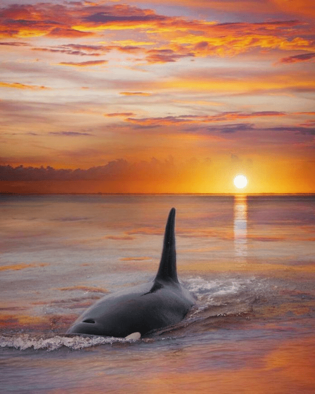 Orcas basking sunset capture