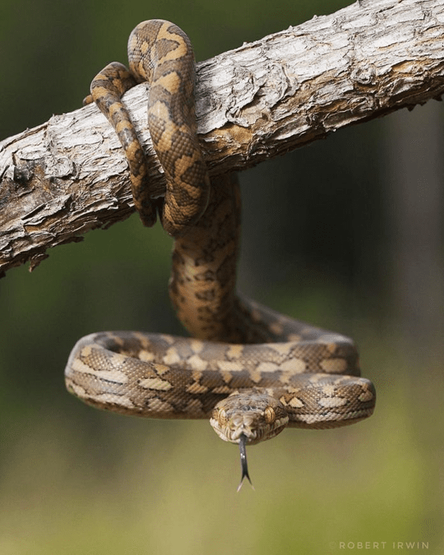 photos of Steve Irwin's