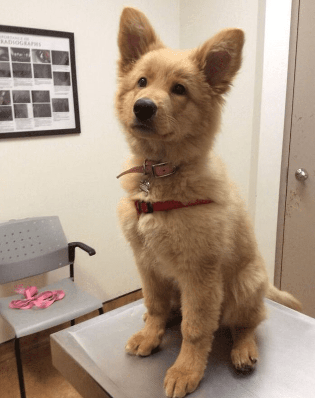 Happy time at animal clinic.