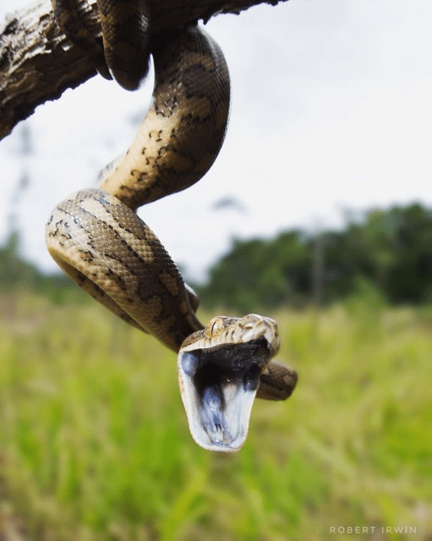 photos of Steve Irwin's