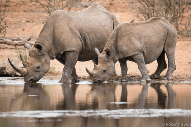 photos of Steve Irwin's