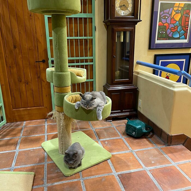 cat house