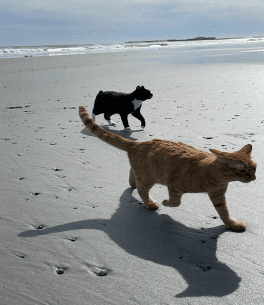 Cat on the beach