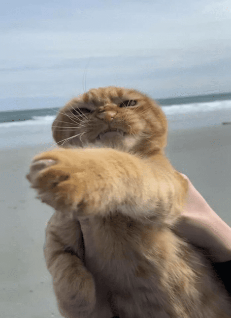 Cat on the beach