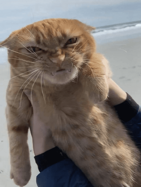 Cat on the beach