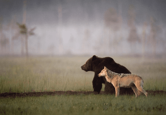 Friendship of  wolf and a bear.