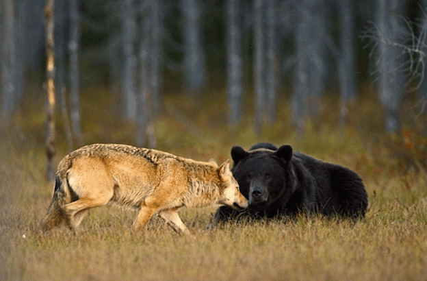 Friendship of  wolf and a bear.