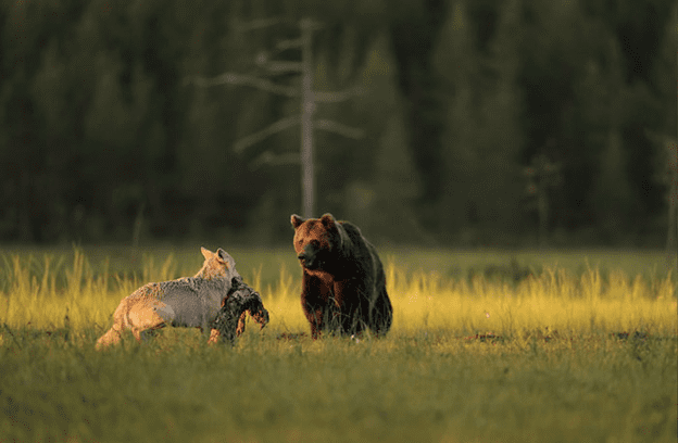 Friendship of  wolf and a bear.