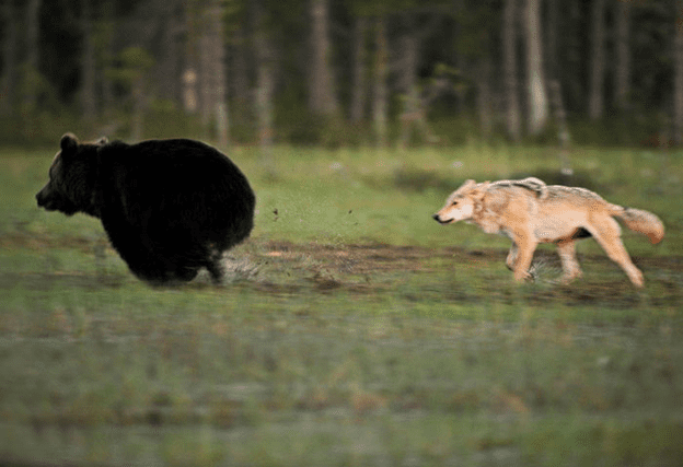 Friendship of  wolf and a bear.