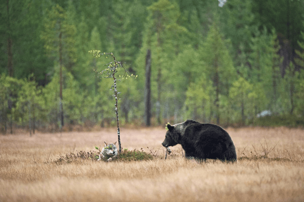 Friendship of  wolf and a bear.