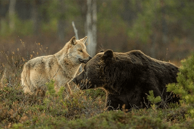 Friendship of  wolf and a bear.