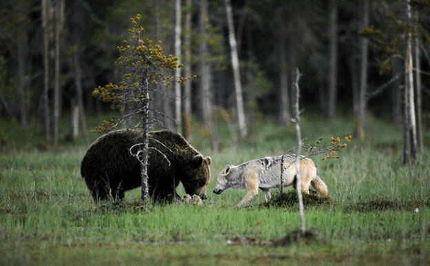 Friendship of  wolf and a bear.