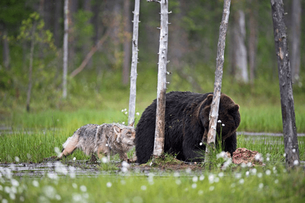 Friendship of  wolf and a bear.