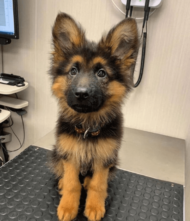 Happy time at animal clinic.